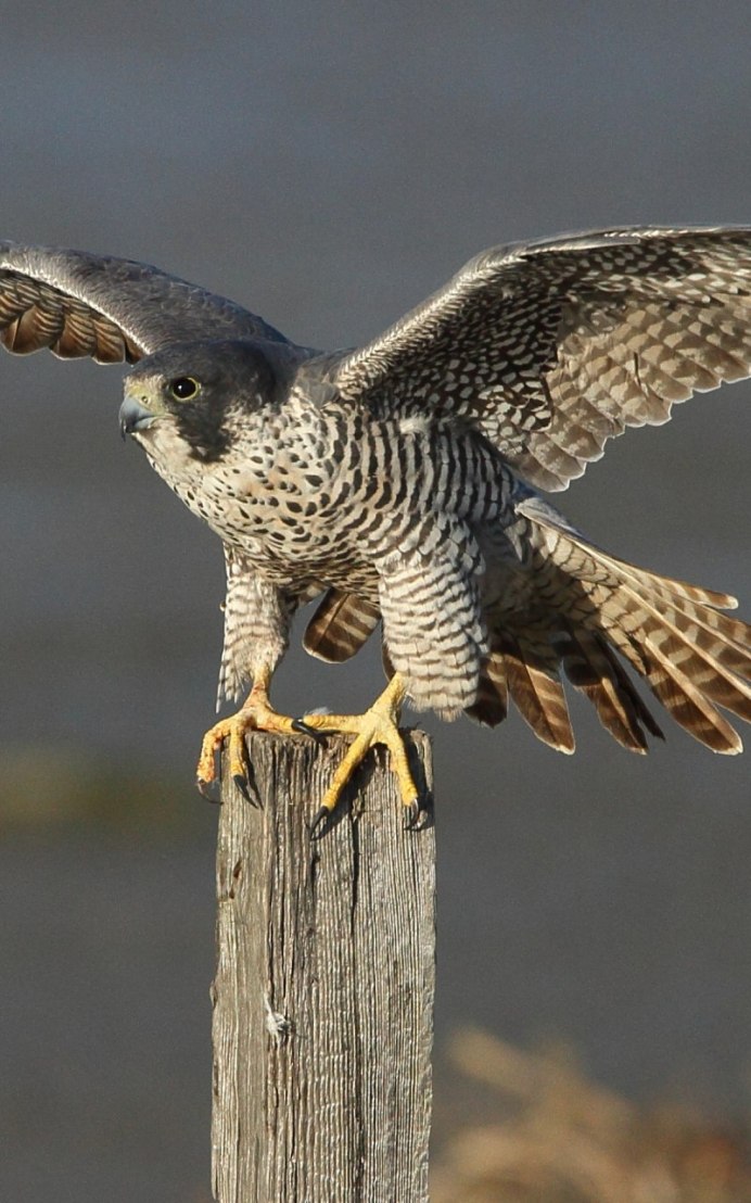 Лисья пустельга