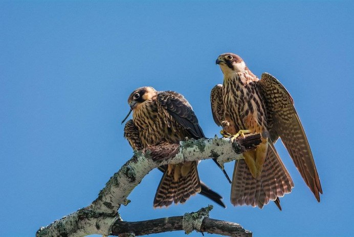 Сокол Сапсан птица
