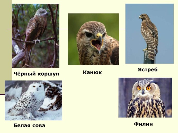 Сокол ястреб Коршун Орел отличия