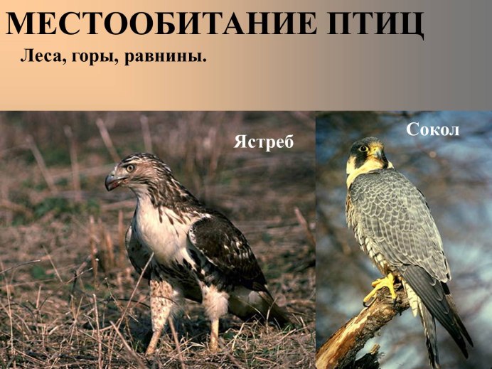 Сокол ястреб Коршун