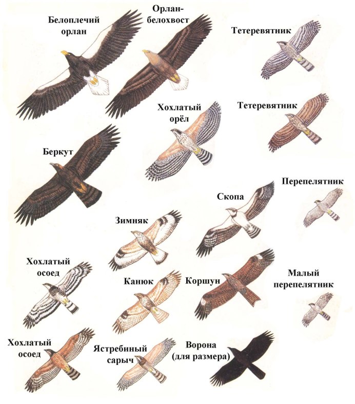 Сокол от ястреба