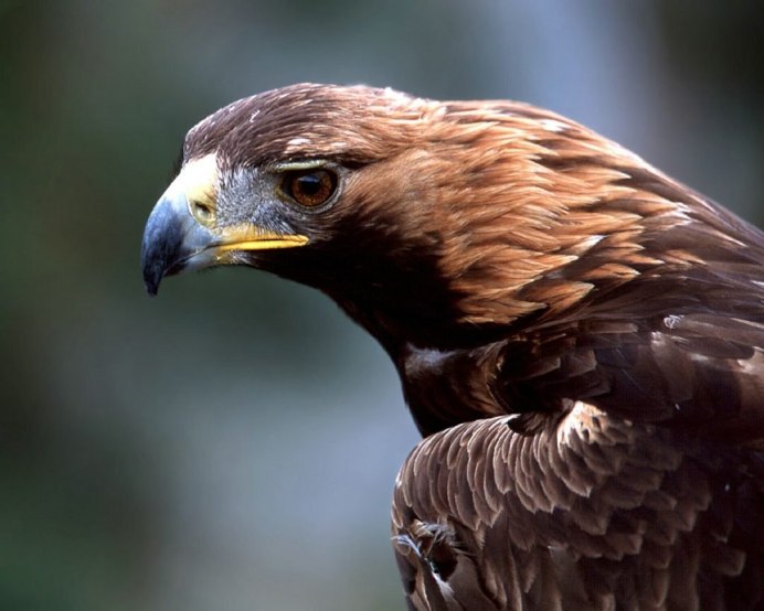 Камчатский тетеревятник Accipiter gentilis albidus