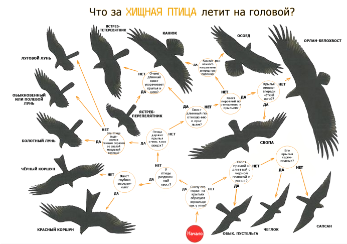 Сокол канюк