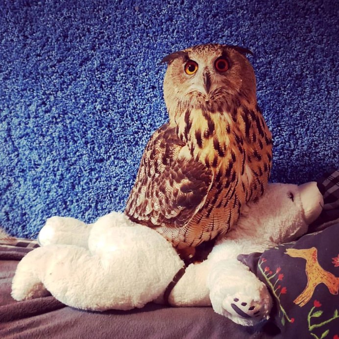 «The Owl Cafe» («Совиное кафе»)