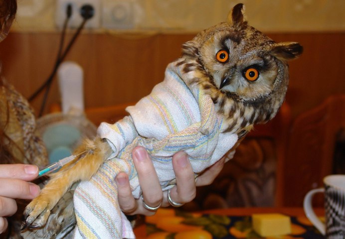 Декоративные домашние Совы