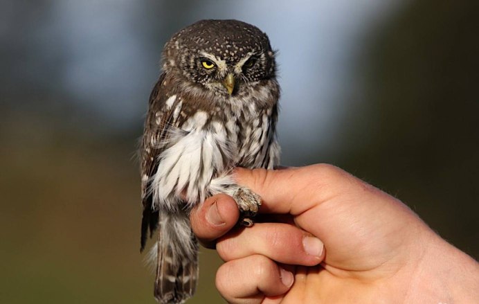 Воробьиный Сыч - Glaucidium passerinum