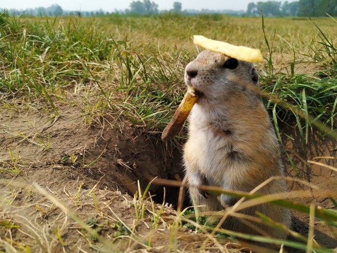Грызун морда