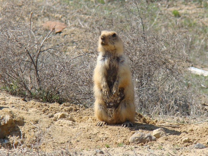Сурок Степной, Байбак (Marmota Bobak)