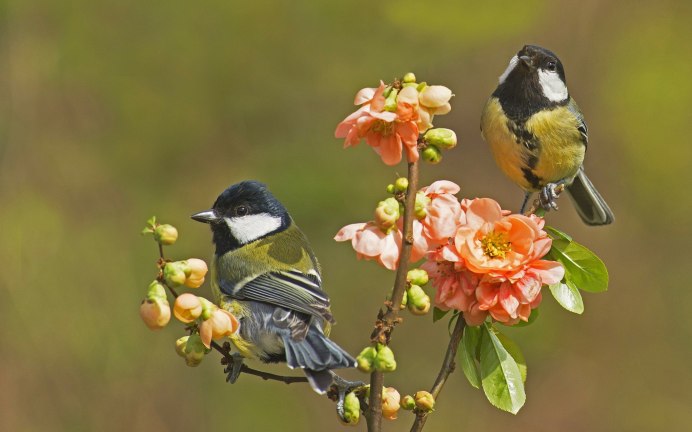 Синица Parus Major
