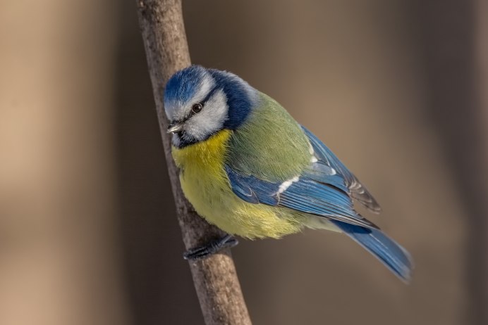 Синица серая (Parus cinereus)