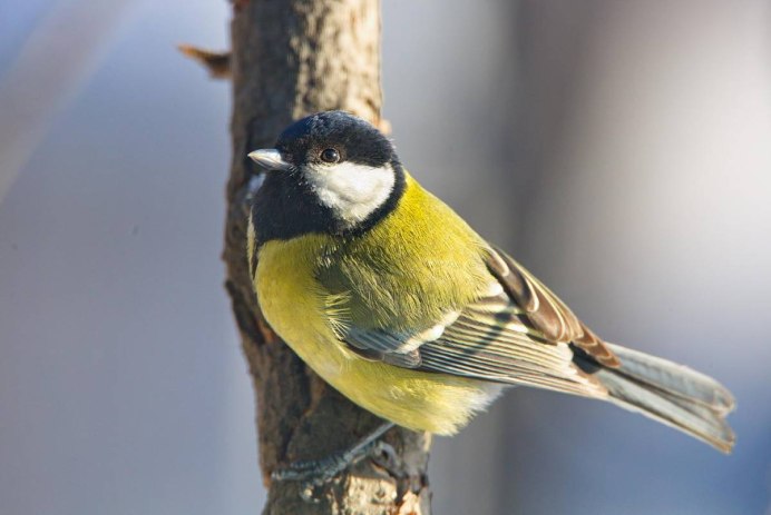 Синица Parus Major