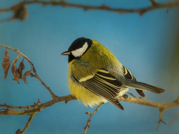 Синица Parus Major
