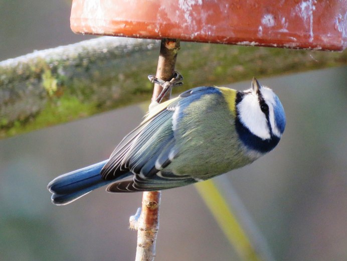 Синичка обыкновенная лазоревка