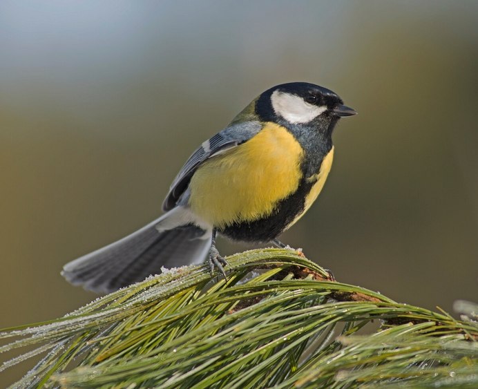 Французские синицы