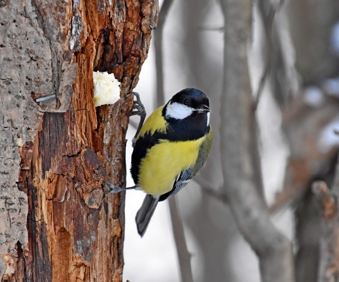 Синица Parus Major
