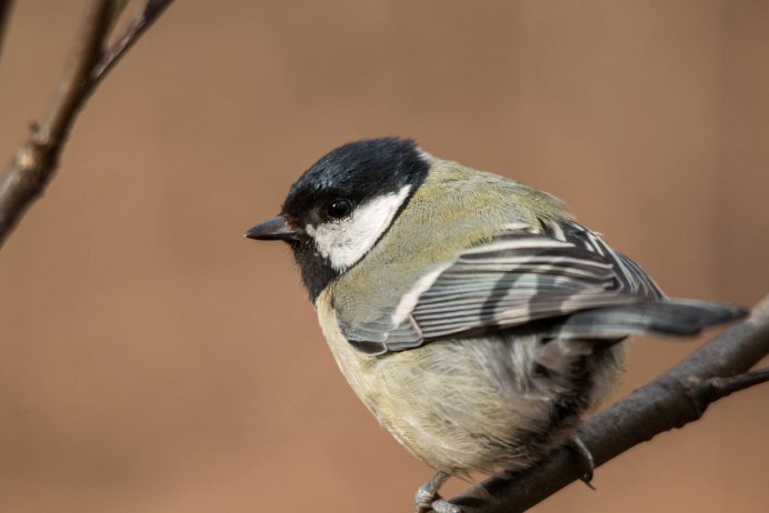 Отряд Воробьинообразные синица
