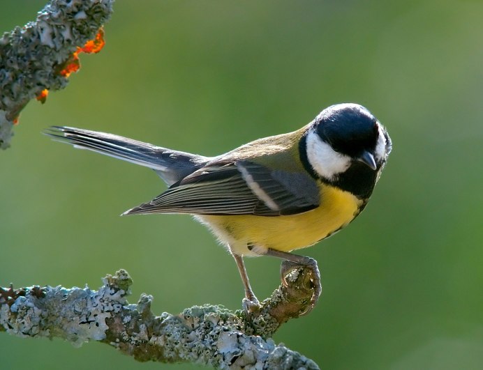 Птицы России синица