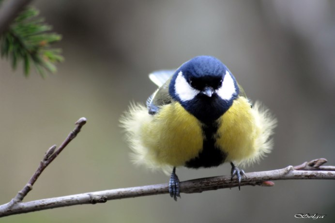 Синичкин Лазаревка