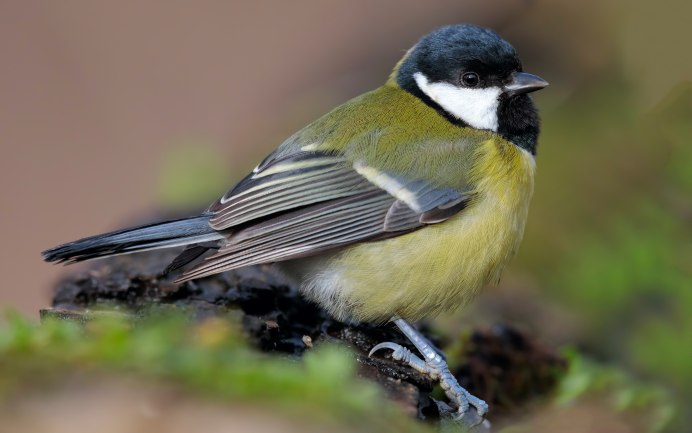 Синичка обыкновенная