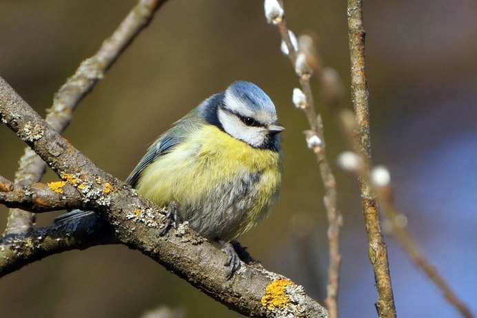 Птичка синичка