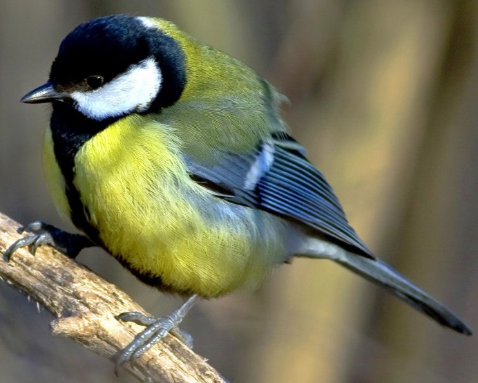 Синичка крупным планом