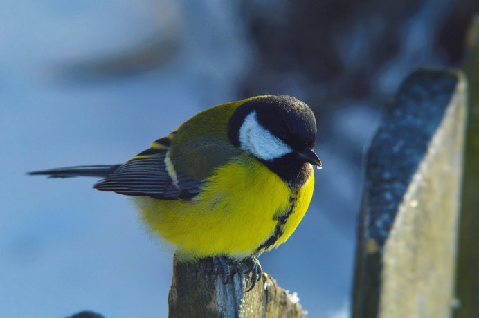 Птичка синица