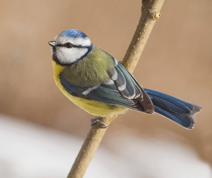 Синица крупным планом