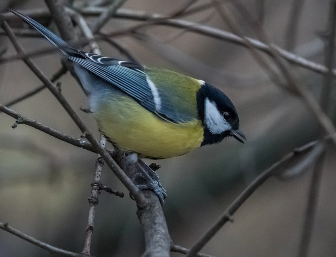 Синица Камчатская