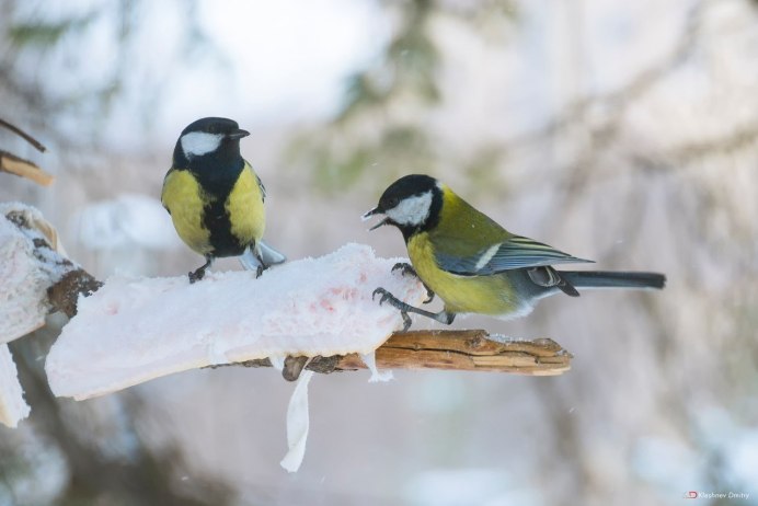 Синичка в садик