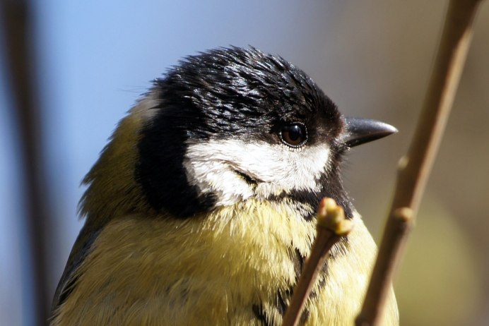 Синица лазоревка