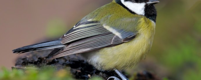 Птичка синица лазоревка