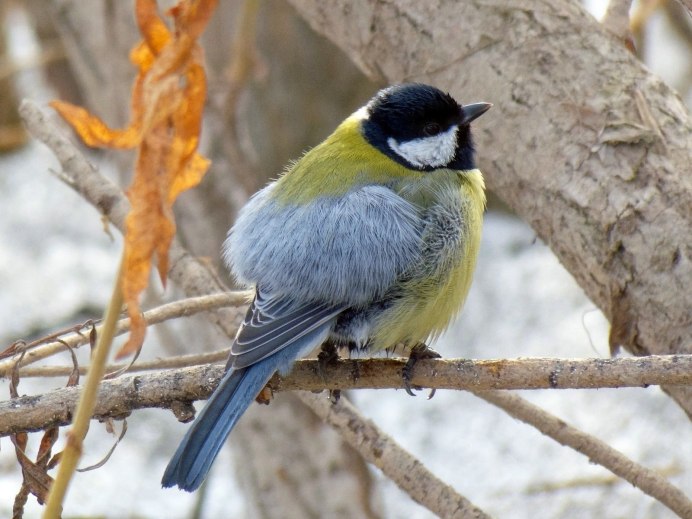 Лазоревка (cyanistes caeruleus)