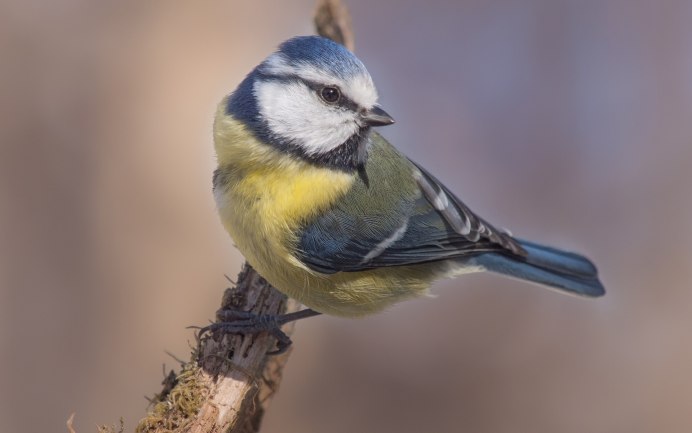 Большая синица и синица лазоревка