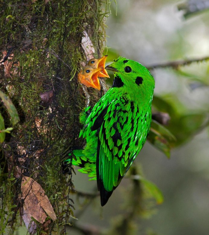 Зеленая ширококлювка