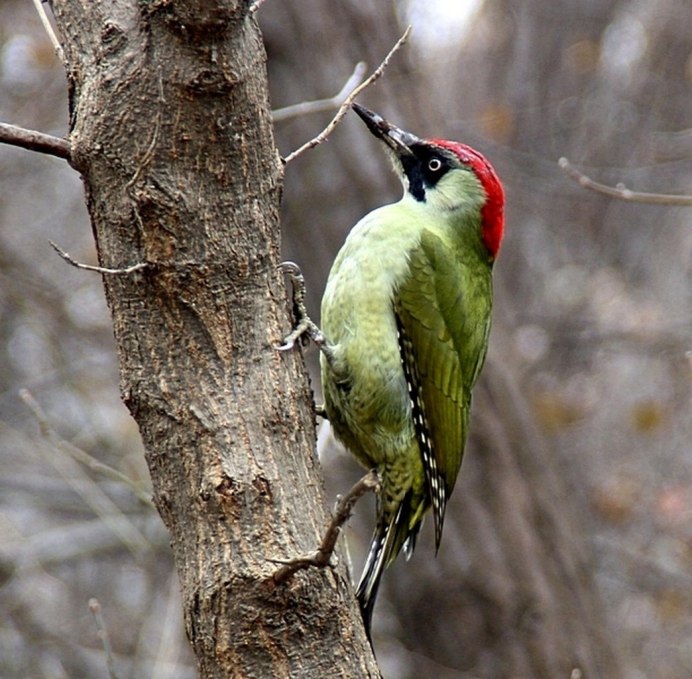Птенец зеленой окраски