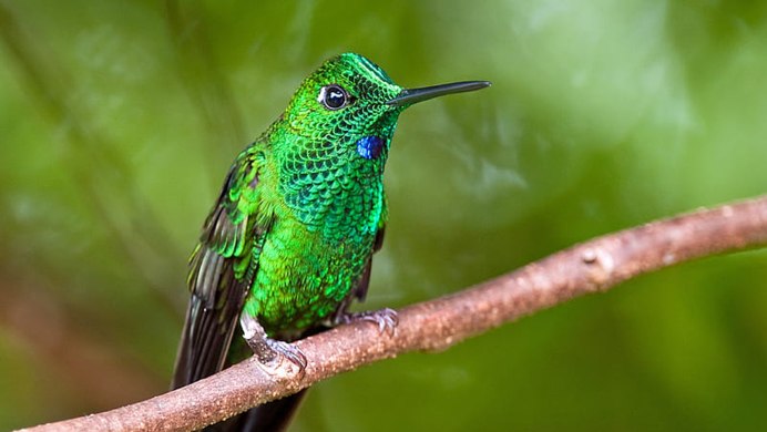 Зеленая Тропическая птица