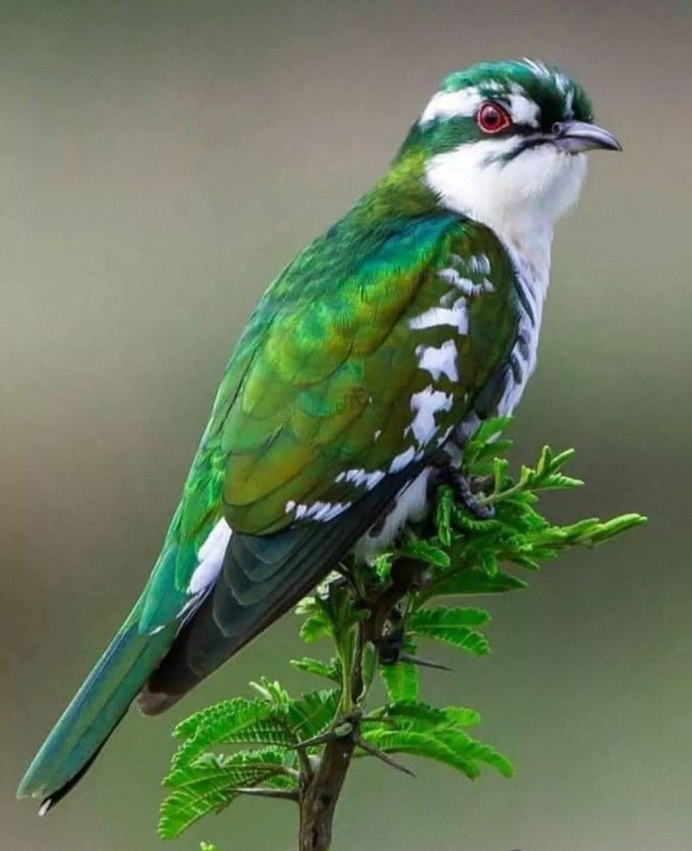 Турако птица