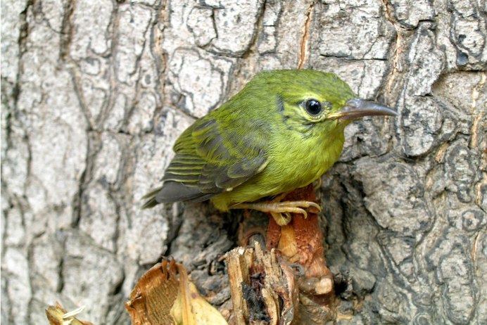 Лиловоголовая таллурания