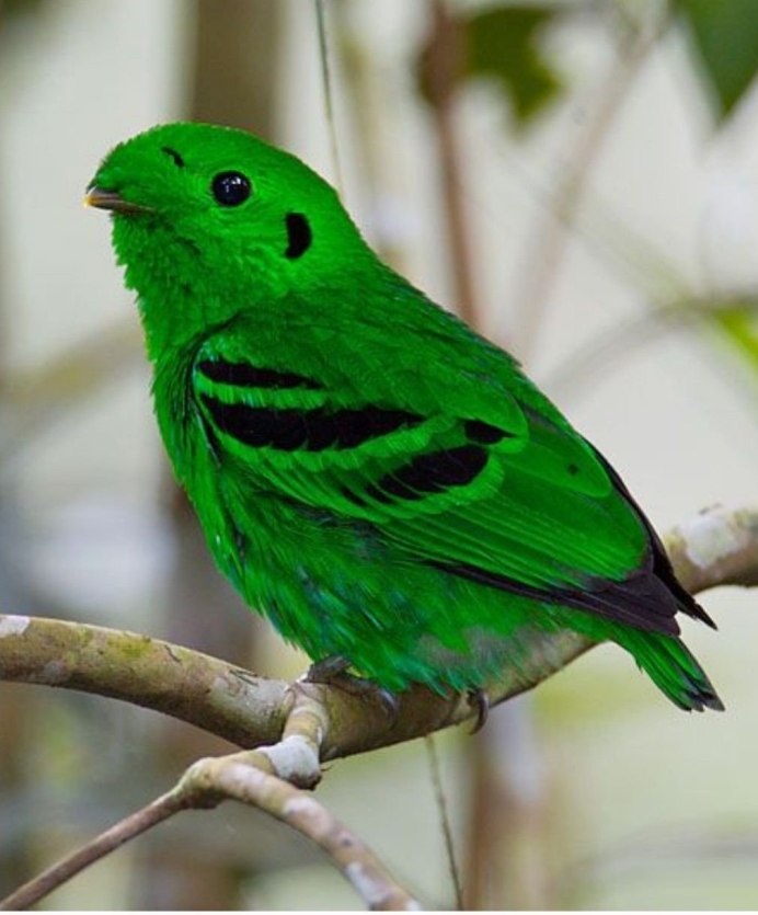 Амазонский Зимородок