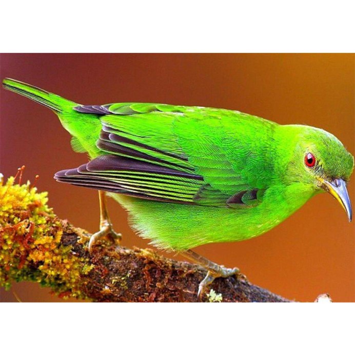 Зелёный дятел Приморский край