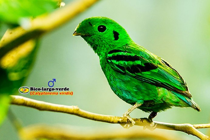 Зелёная птица с длинным клювом