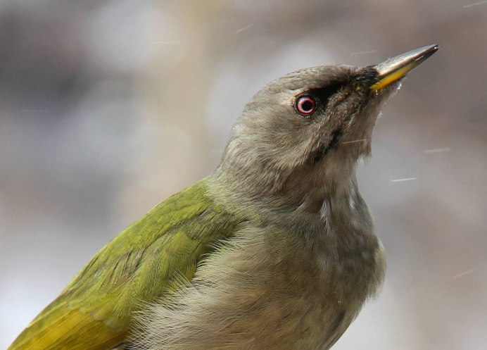 Изумрудный скворец