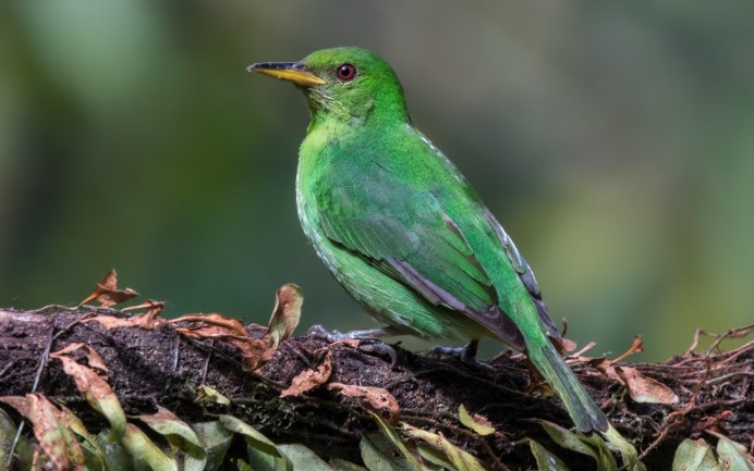 Зеленый Кардинал