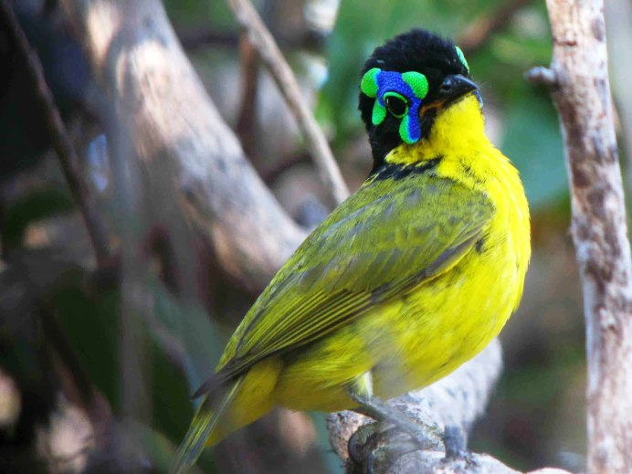 Dickschnabel Blattvogel