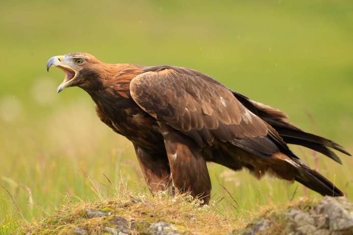 Белоголовый Орлан размах крыльев