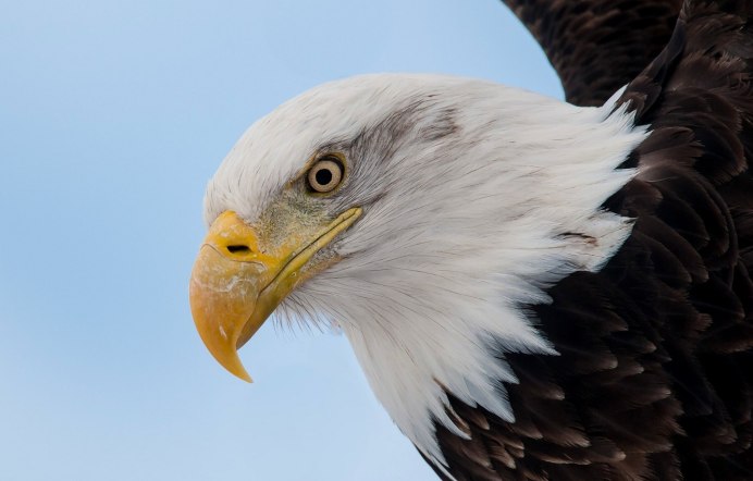 Белоголовый Орлан лапы