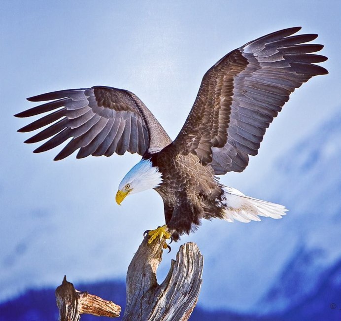 "Белоголовый Орлан"