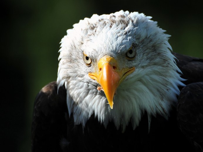 Орлан-белохвост белоголовый