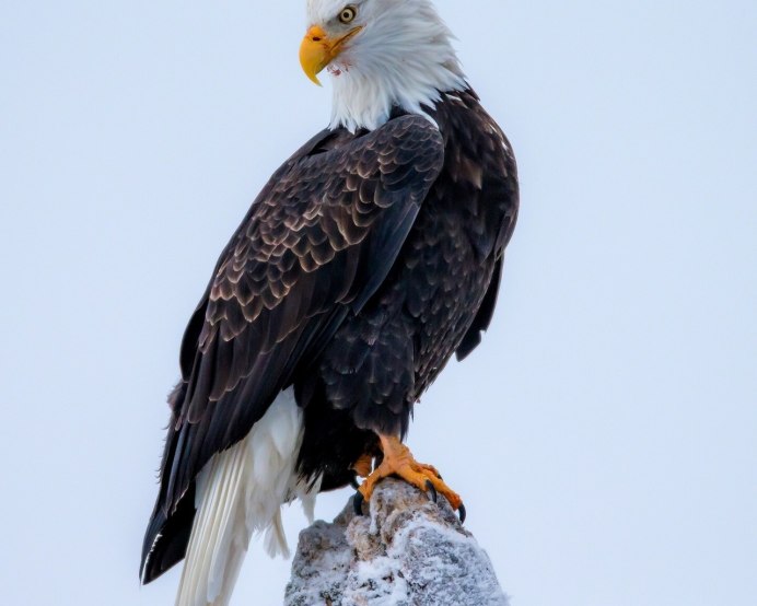 Белоголовый Орлан Канада