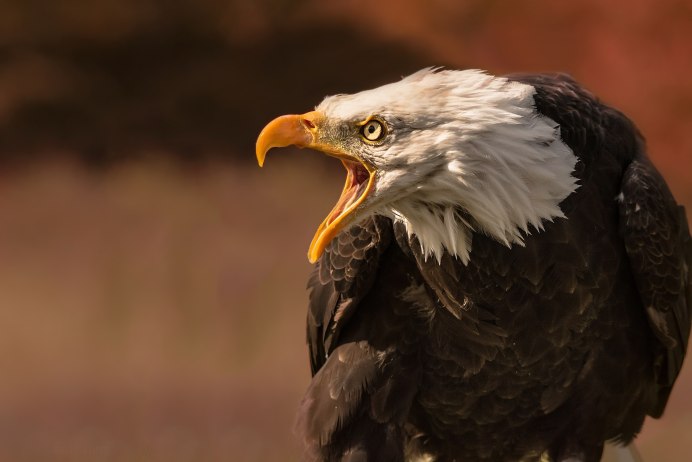 Горный Орлан